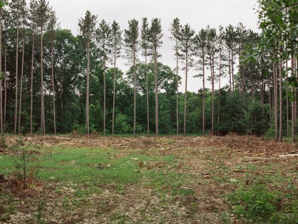Photo Land value