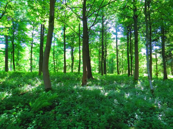 Photo Land for sale