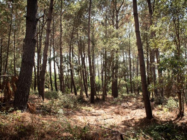Photo Land survey